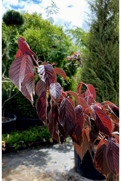 Сакура дрібнопильчаста Роял Бургунді на штамбі 